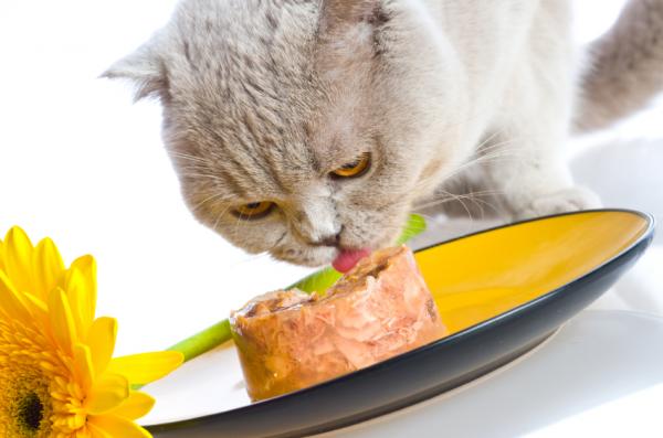 Naturlige antiinflammatoriske midler for katter - andre tips for å behandle betennelse hos katter