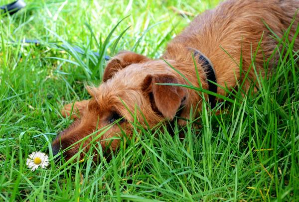 Ringormbehandling hos hunder - tips og hjemmemedisiner mot ringorm symptomer hos hunder