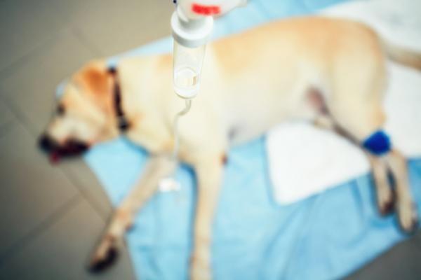 Mat til hunder med nyresvikt - Symptomer på nyresvikt hos hunder