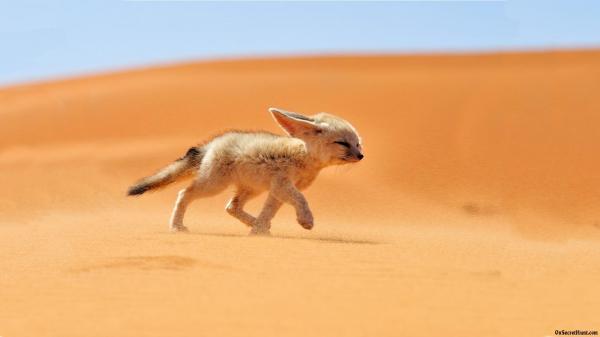 Fennec Fox as a Pet - The Importance of Habitat