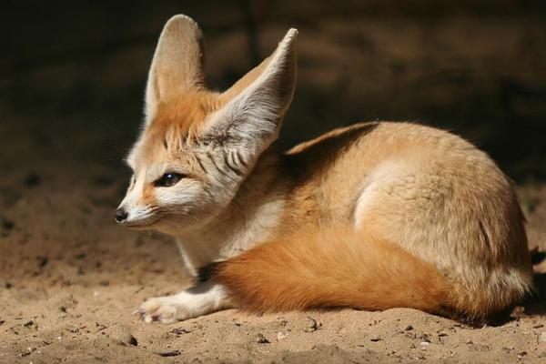 Fennec fox as a pet - Fennec fox morfologi