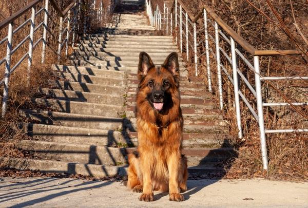 Hundenavn som betyr lojalitet - Hanner og kvinner - Navn som betyr lojalitet for hannhunder