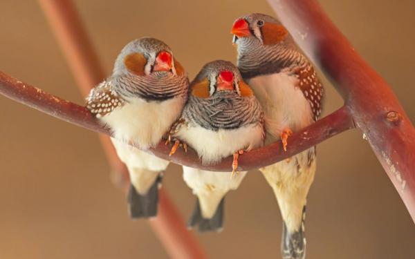 Mandarin Diamond Breeding - Plassering av nye fugler