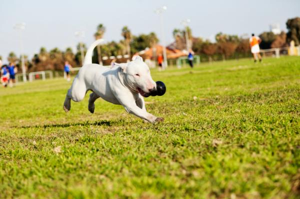 Navn på Bull Terrier -hunder - viktigheten av kjæledyrets navn