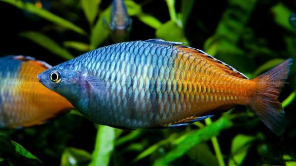Reproduksjon av regnbue fisk - parringsritual