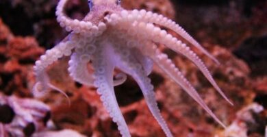 20 kuriositeter om blekksprutene basert pa vitenskapelige studier