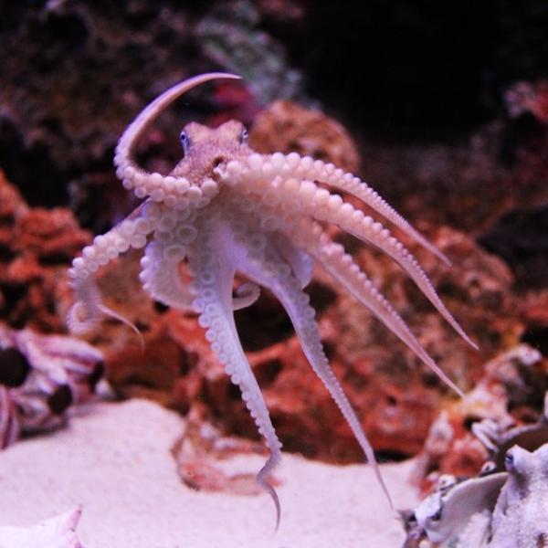20 kuriositeter om blekksprutene basert pa vitenskapelige studier