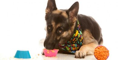 4 oppskrifter pa cupcake for hund