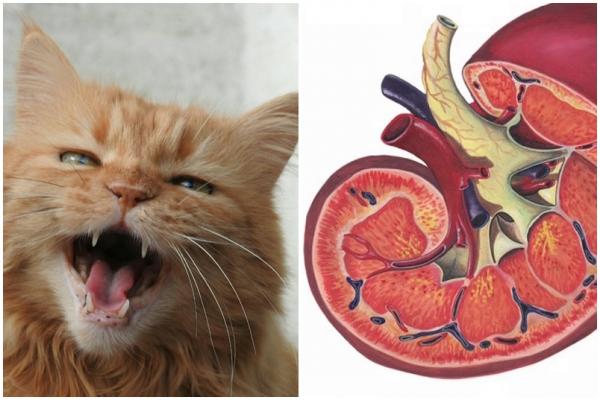 4 symptomer pa nyresykdom hos katter