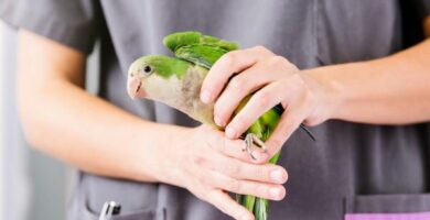 4 symptomer pa stress hos papegoyer