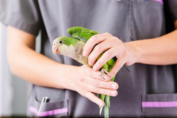 4 symptomer pa stress hos papegoyer
