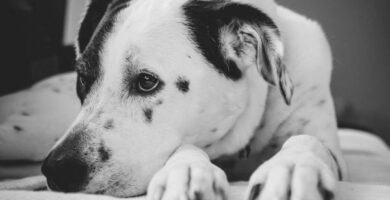 5 symptomer pa at en hund kommer til a do