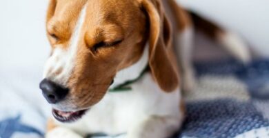 5 symptomer pa hjertesykdom hos hunder