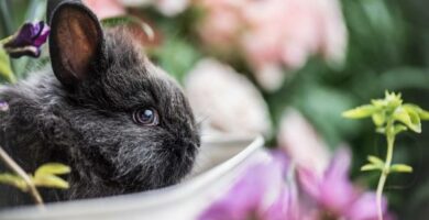 5 tegn pa stress hos kaniner