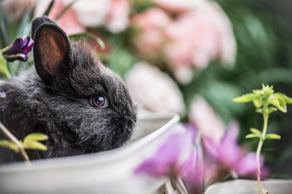 5 tegn pa stress hos kaniner