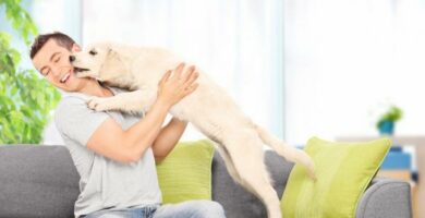 8 ting hunder gjor for a fa oppmerksomhet