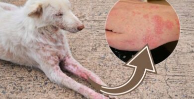 9 sykdommer som hunder overforer til mennesker