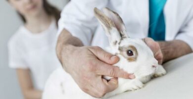 9 symptomer pa en syk kanin