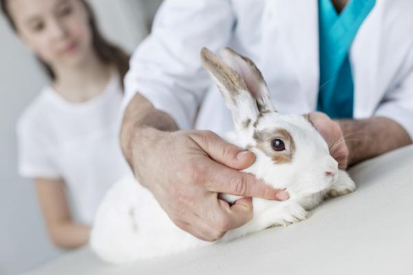 9 symptomer pa en syk kanin