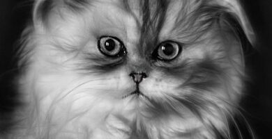 A bade en persisk katt trinn for trinn