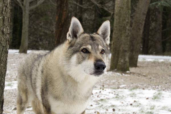 A mate den tsjekkoslovakiske ulvehunden