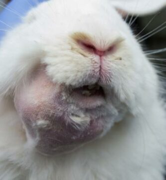Abscesser hos kaniner symptomer og behandling