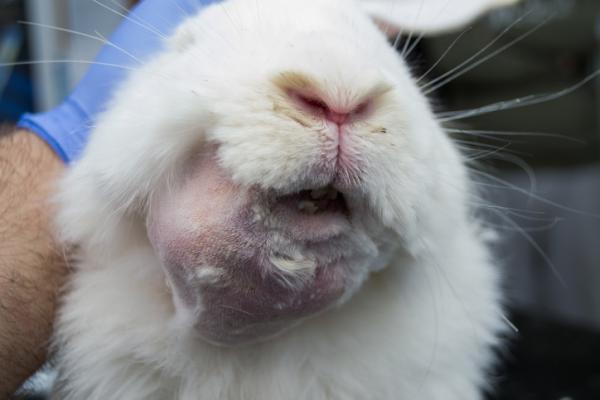 Abscesser hos kaniner symptomer og behandling