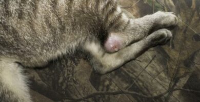 Abscesser hos katter symptomer og behandling