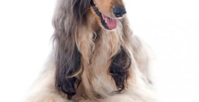 Afghan Greyhound Hair Care