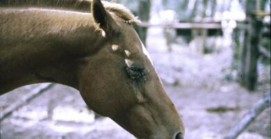 Afrikansk hestesykdom symptomer og diagnose