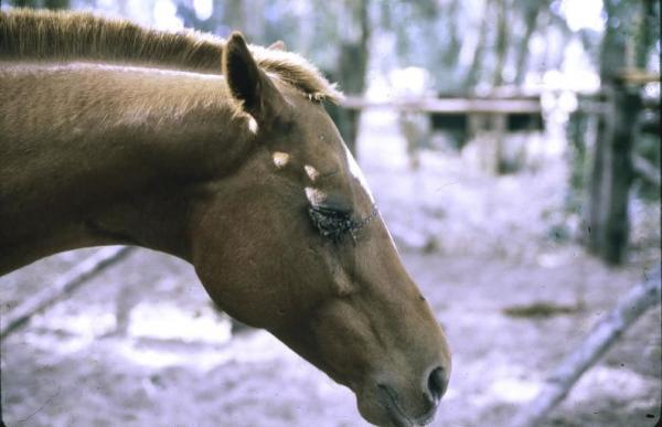 Afrikansk hestesykdom symptomer og diagnose