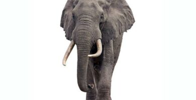 Afrikansk savanne elefant