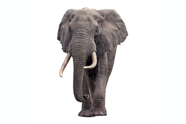 Afrikansk savanne elefant
