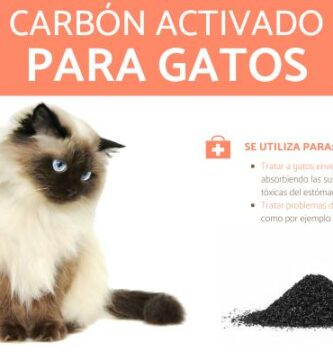 Aktivt kull for katter bruk og doser