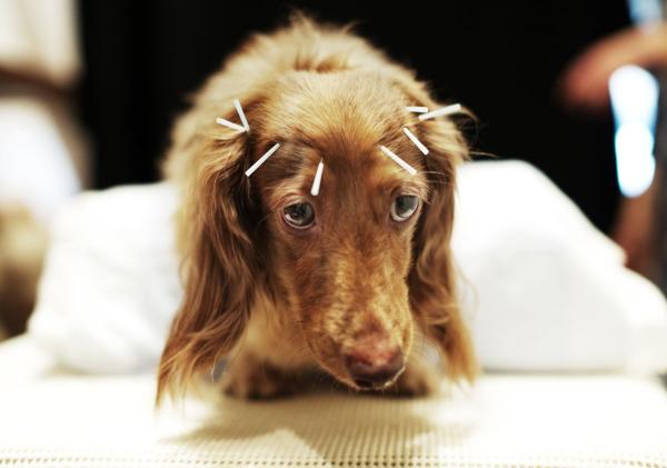 Akupunktur for hunder hva er det til