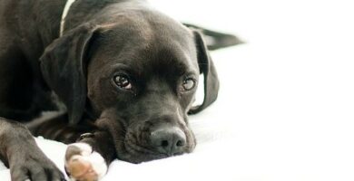 Akutt vat dermatitt hos hunder