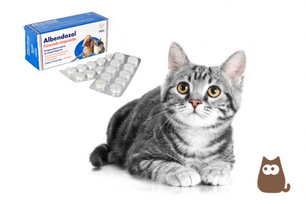 Albendazol for katter Dosering bruk og kontraindikasjoner
