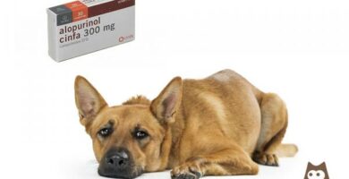Allopurinol for hunder dosering og bivirkninger