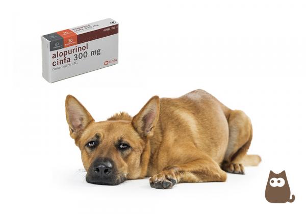 Allopurinol for hunder dosering og bivirkninger