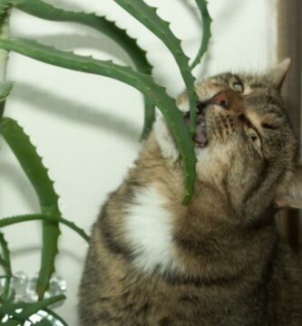 Aloe vera for katter med leukemi
