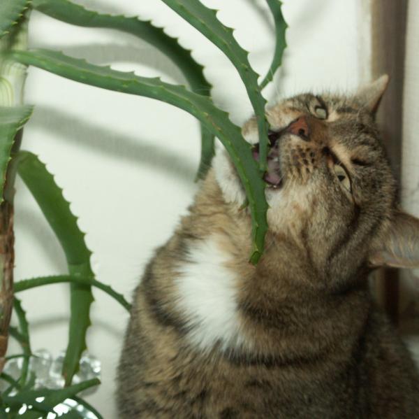 Aloe vera for katter med leukemi