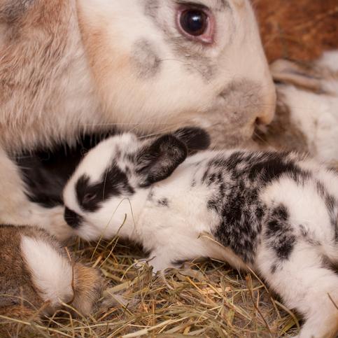 Alt om graviditet hos kaniner Varighet symptomer og omsorg