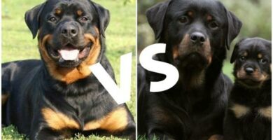 Amerikanske og tyske Rottweilers forskjeller og egenskaper ved hver