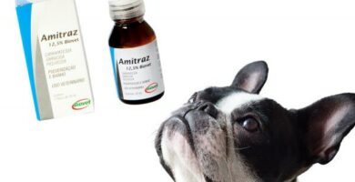 Amitraz hos hunder dosering bruk og bivirkninger