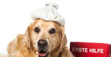 Amoksicillin hos hunder bruk og bivirkninger