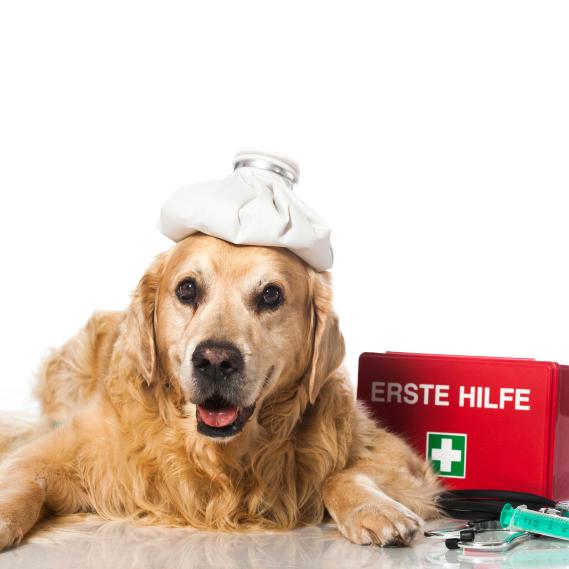 Amoksicillin hos hunder bruk og bivirkninger