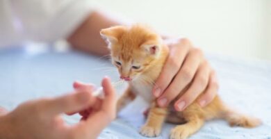 Amoxicillin for katter dosering bruk og bivirkninger