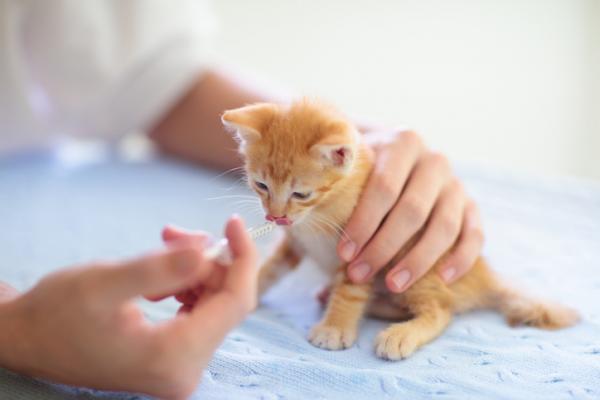 Amoxicillin for katter dosering bruk og bivirkninger