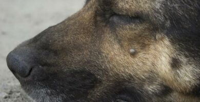 Anaplasmose hos hunder symptomer og behandling
