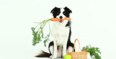 Anbefalt frukt og gront til hunder